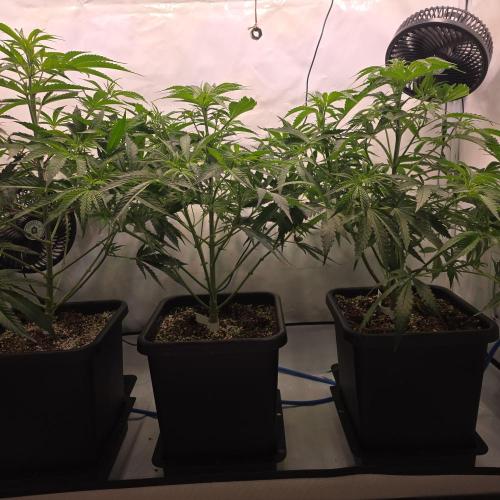 Green Poison. Week 4