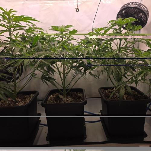 Green Poison. Week 4