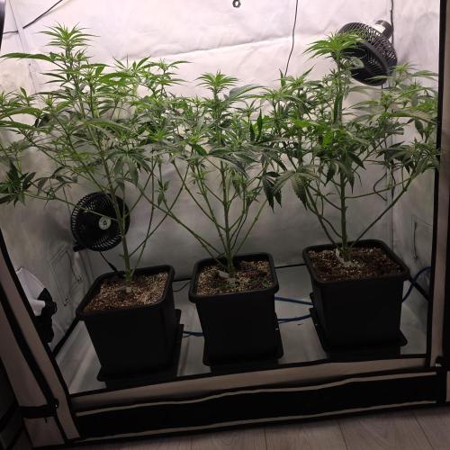 Green poison 😋. Week 5 - Nach dem lollipopping 