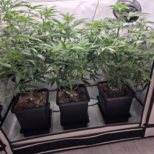 Green poison 😋. Week 5 - Vor dem lollipopping 