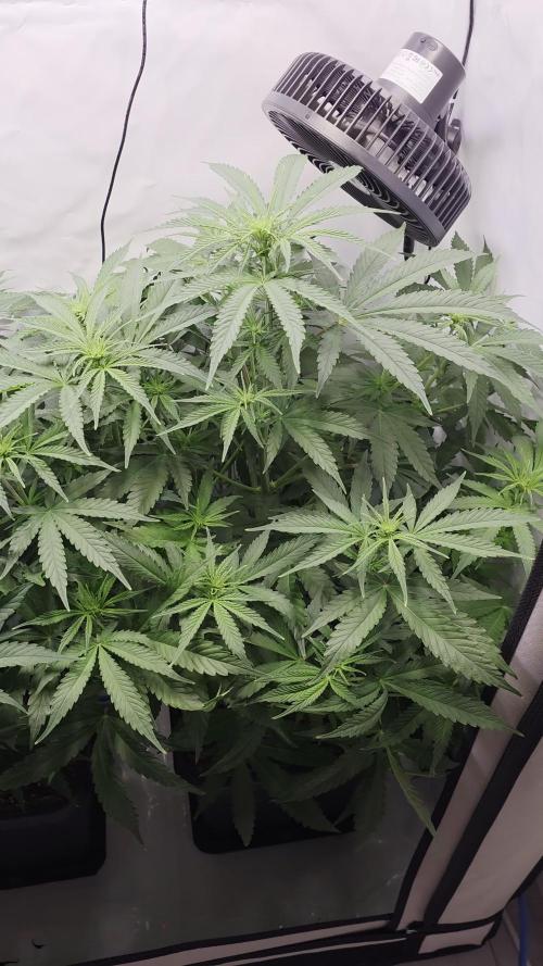 Green poison 😋