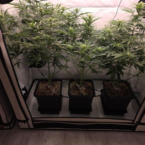 Green poison 😋. Week 6