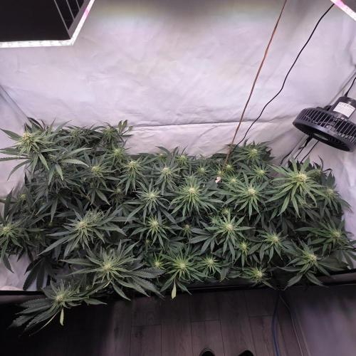 Green poison 😋. Week 7