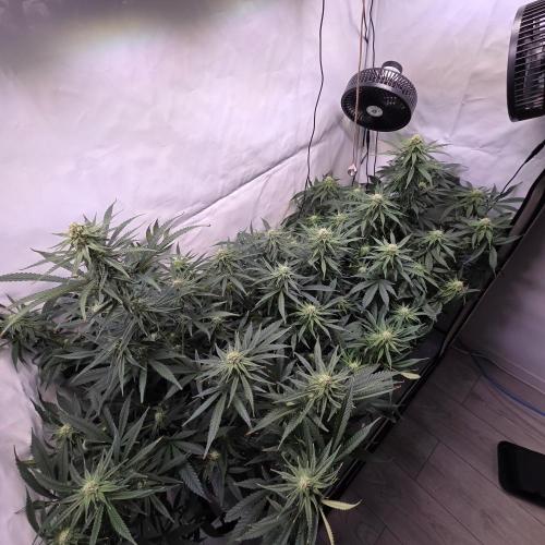Green poison 😋. Week 7