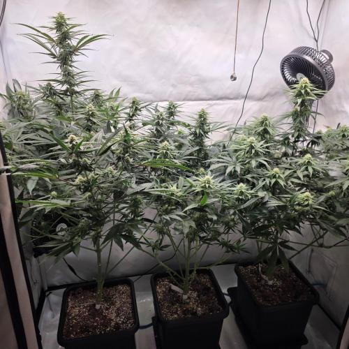 Green poison 😋. Week 7