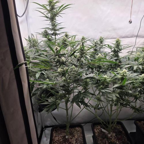 Green Poison. Week 7