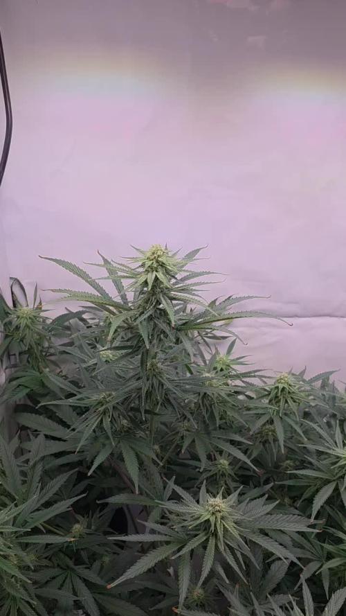 Green poison 😋