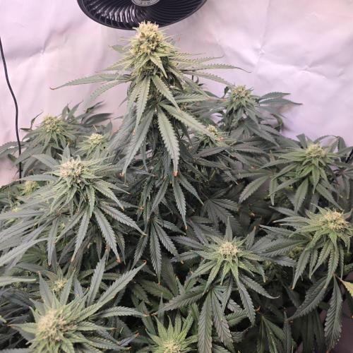 Green poison 😋. Week 8