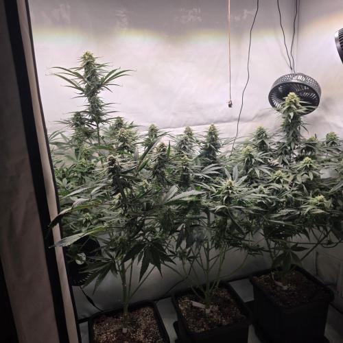 Green poison 😋. Week 8