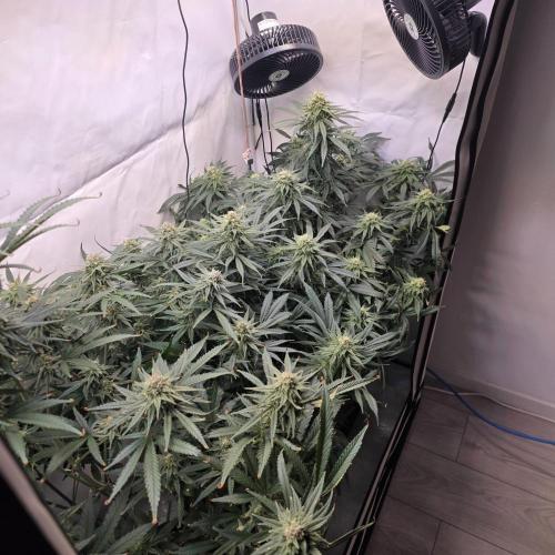 Green Poison. Week 8