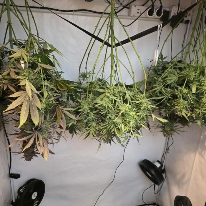 Green poison 😋. Week 9