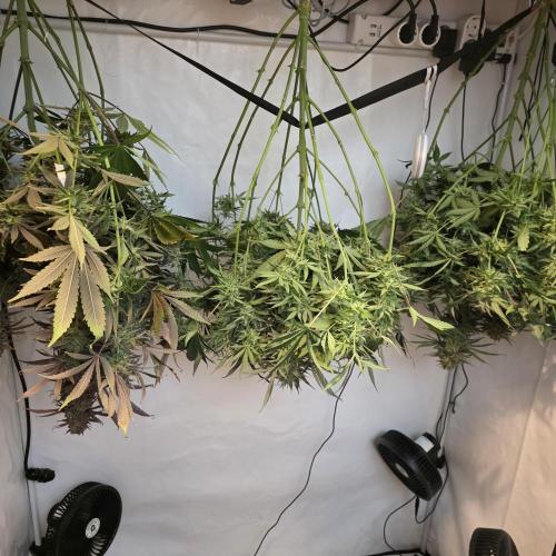 Green Poison. Week 9