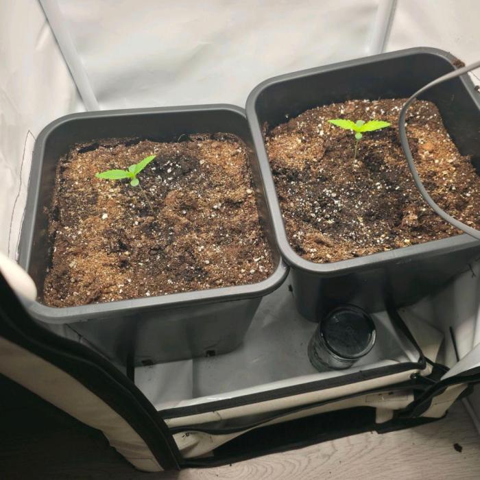 Lemon Cherry Cookies. Week 0