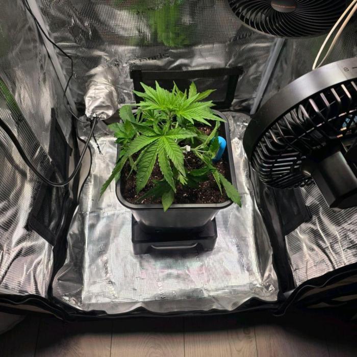 Lemon Cherry Cookies. Week 2