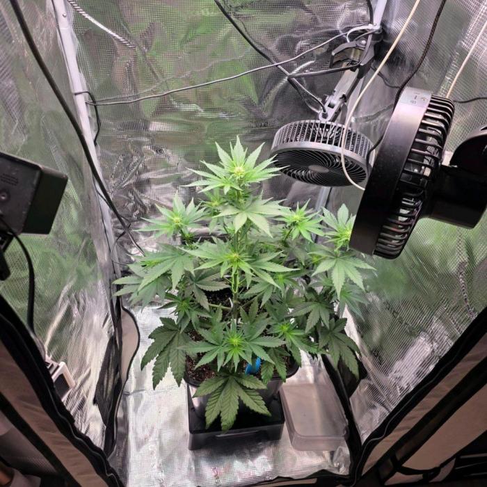 Lemon Cherry Cookies. Week 4