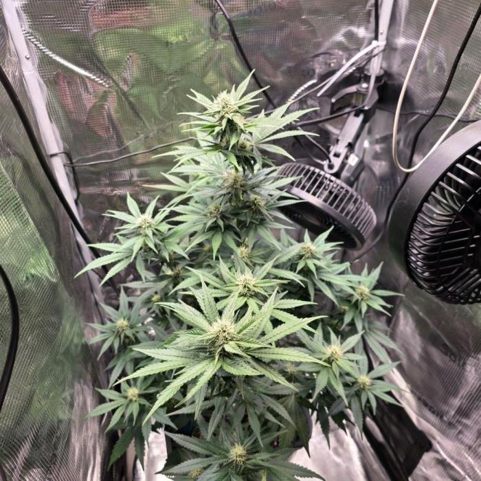 Lemon Cherry Cookies. Week 5