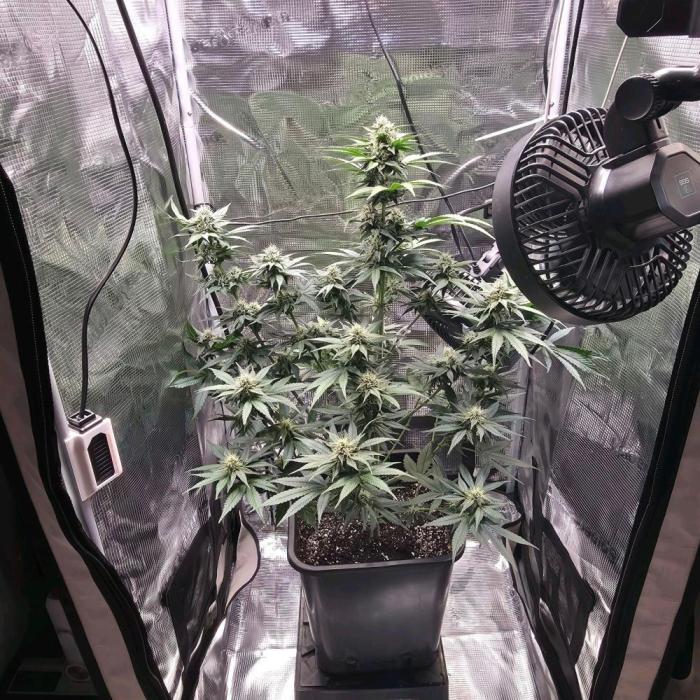 Lemon Cherry Cookies. Week 6