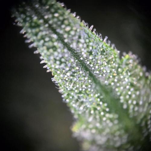 Lemon Cherry Cookies. Week 9