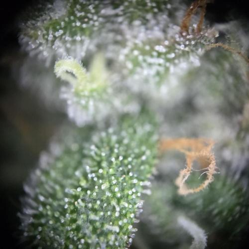Lemon Cherry Cookies Auto. Week 9
