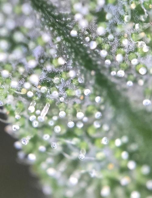 Lemon Cherry Cookies Auto. Week 9