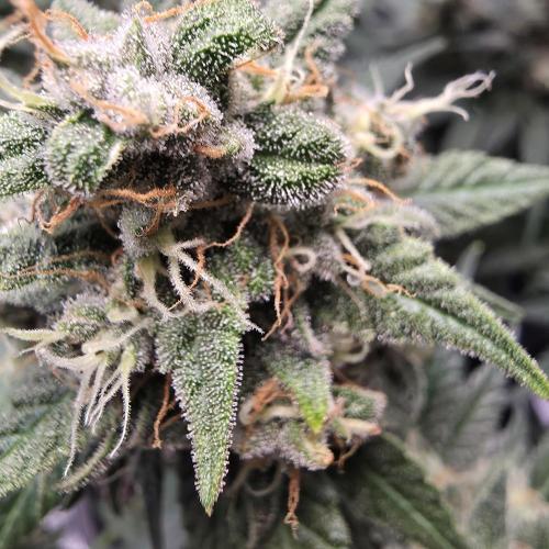 Lemon Cherry Cookies. Week 10