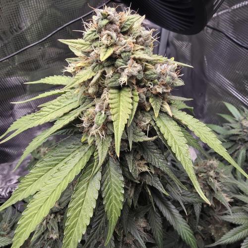 Lemon Cherry Cookies. Week 10