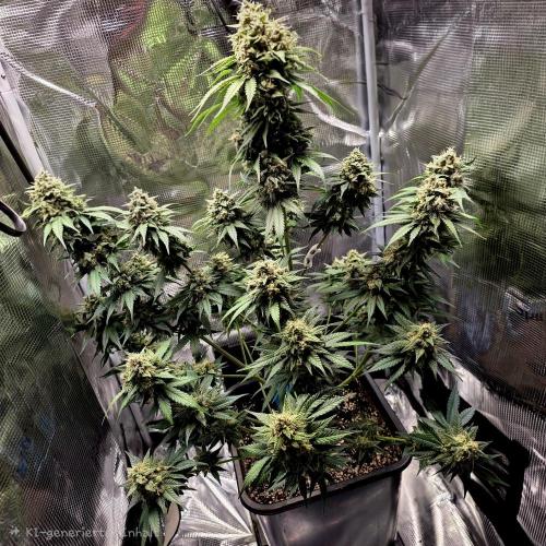 Lemon Cherry Cookies. Week 10
