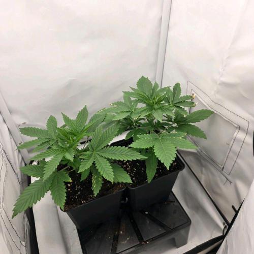 Critical. Week 2