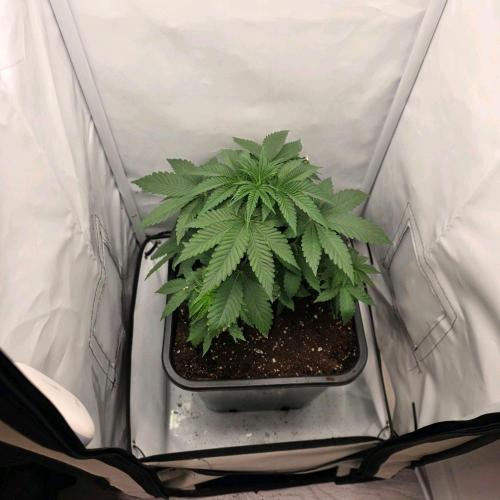 Critical. Week 3