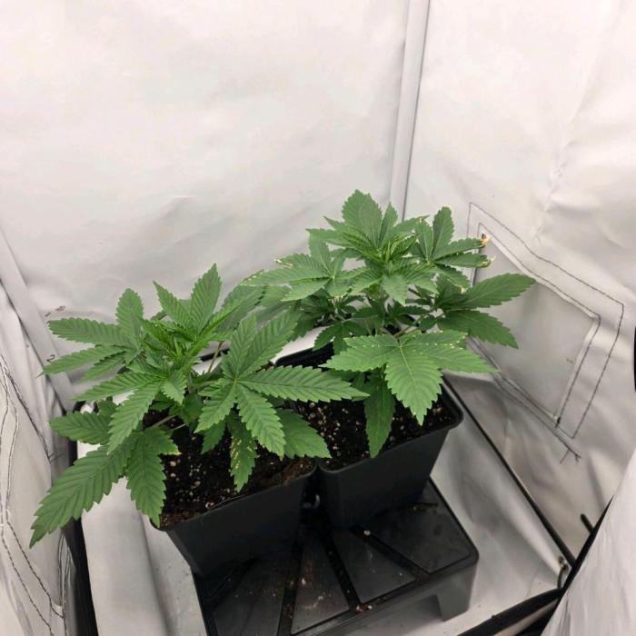 Royal Critical. Week 2