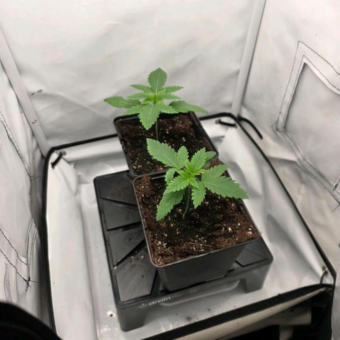 Royal Critical. Week 1