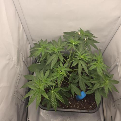 Critical. Week 4