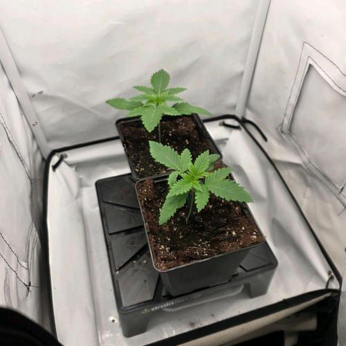 Critical. Week 1