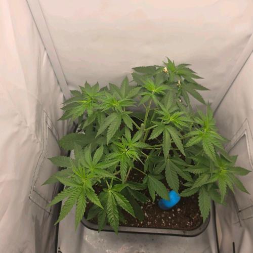 Critical. Week 3