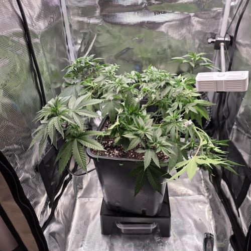 Royal Critical. Week 5
