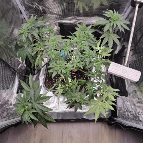 Royal Critical. Week 5