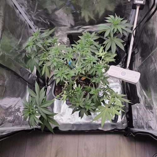 Critical. Week 5