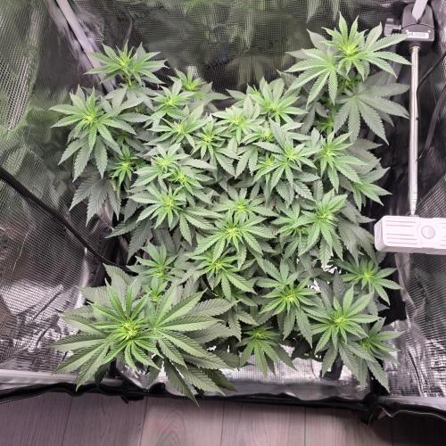 Royal Critical. Week 6