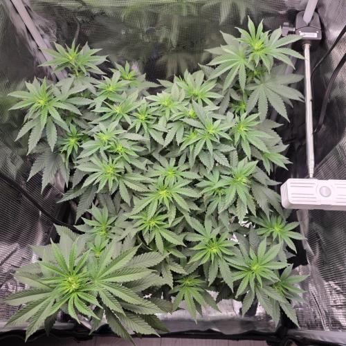 Royal Critical. Week 6