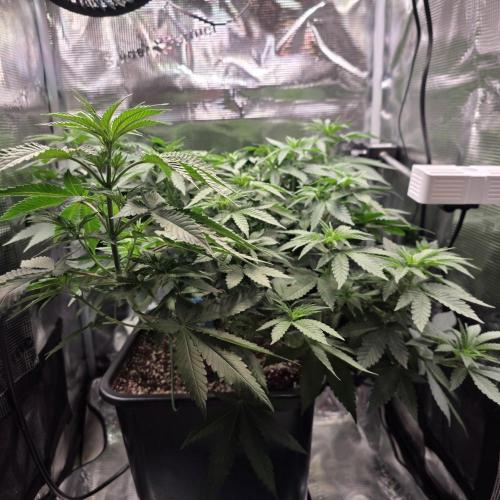 Critical. Week 6