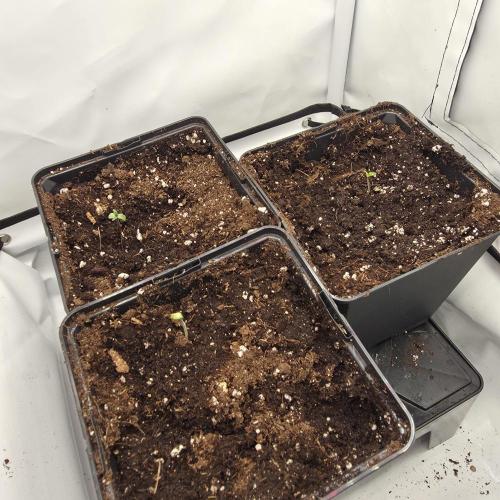 Red Mandarine F1 Fast Version. Week 0