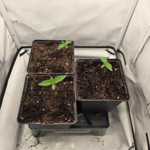 Red Mandarine F1 Fast Version. Week 1