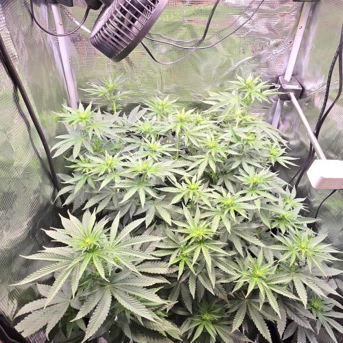 Royal Critical. Week 7
