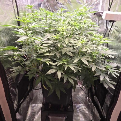 Royal Critical. Week 7