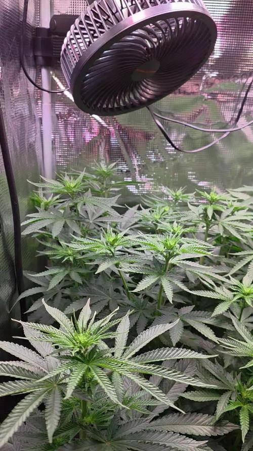 Royal Critical