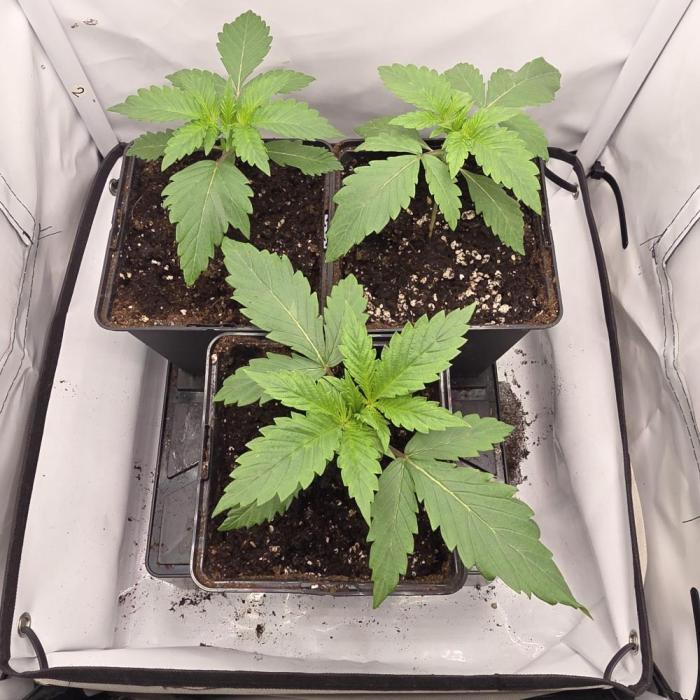 Red Mandarine f1 sweet seeds ❤️. Week 2