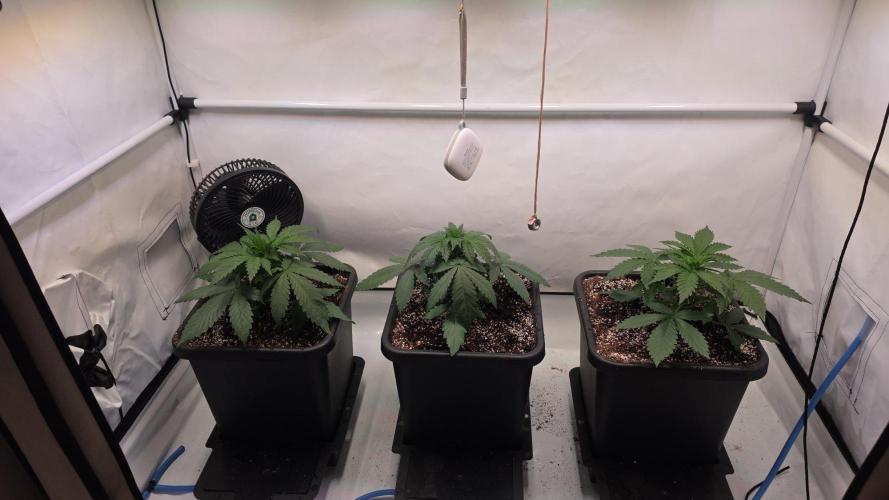 Red Mandarine F1 Fast Version. Week 3