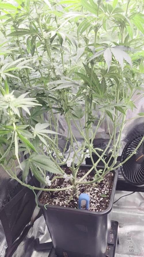 Critical. Week 8