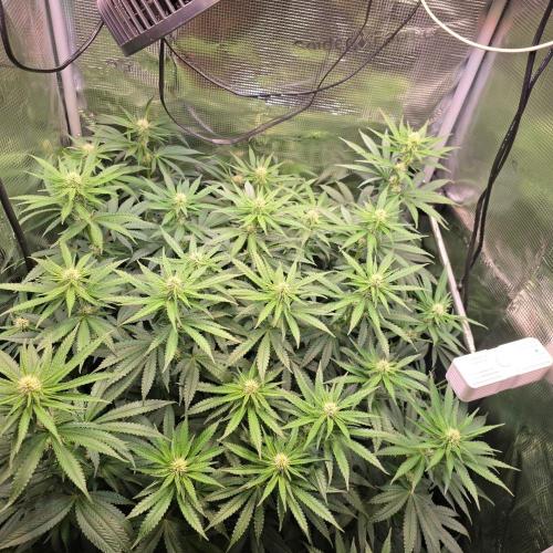 Royal Critical. Week 8