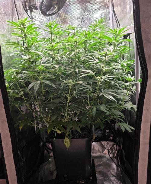 Royal Critical. Week 8